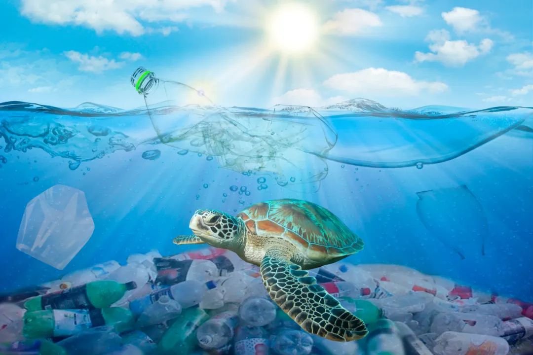 1667527718171604.jpg 5.jpg