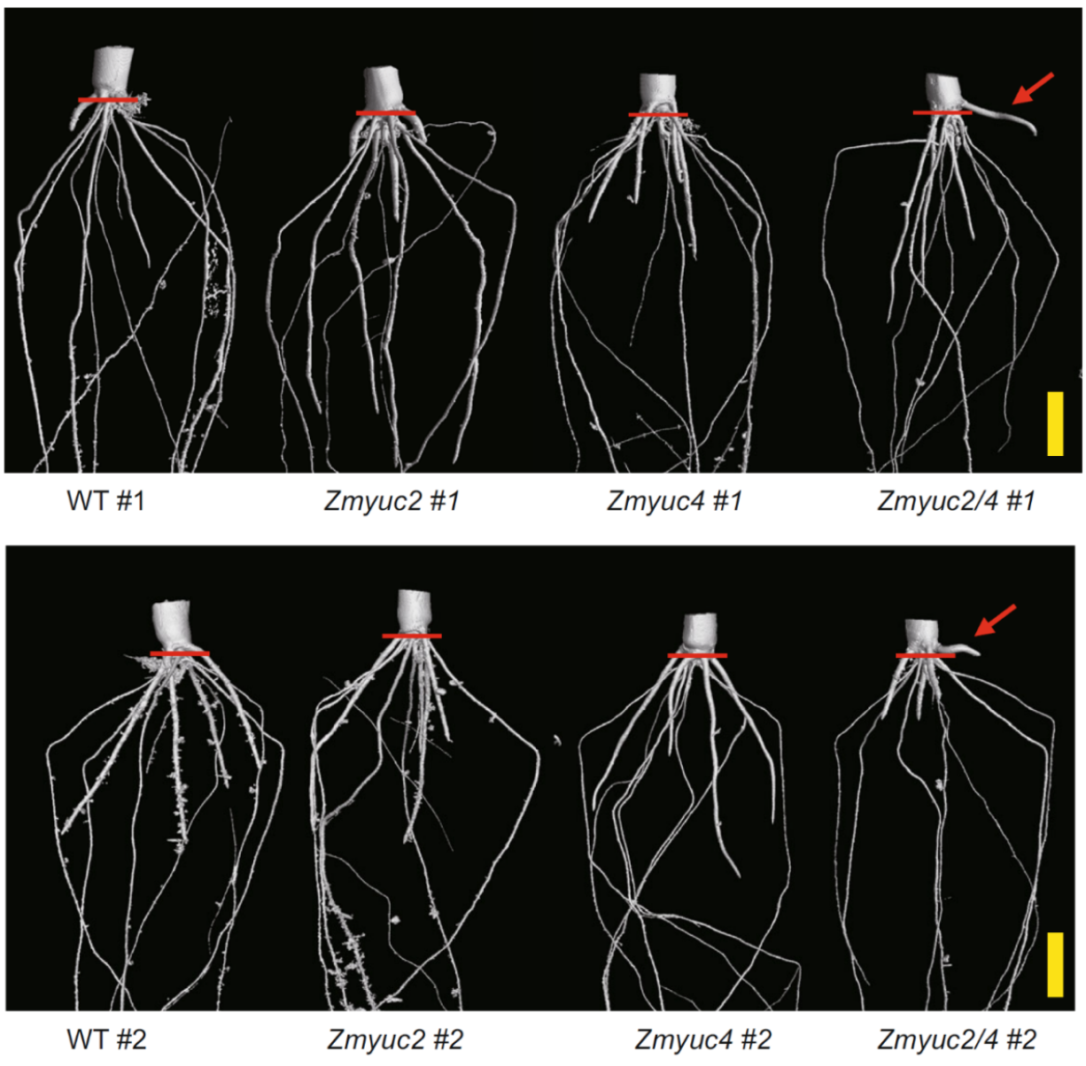 1683845126972066.png 4.png